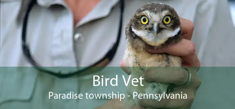 Bird Vet Paradise township - Pennsylvania