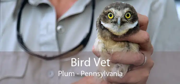 Bird Vet Plum - Pennsylvania