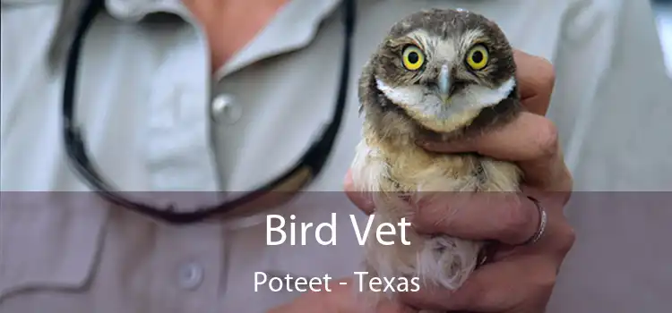 Bird Vet Poteet - Texas