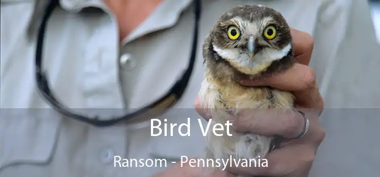 Bird Vet Ransom - Pennsylvania