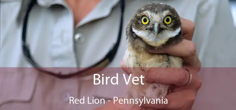 Bird Vet Red Lion - Pennsylvania