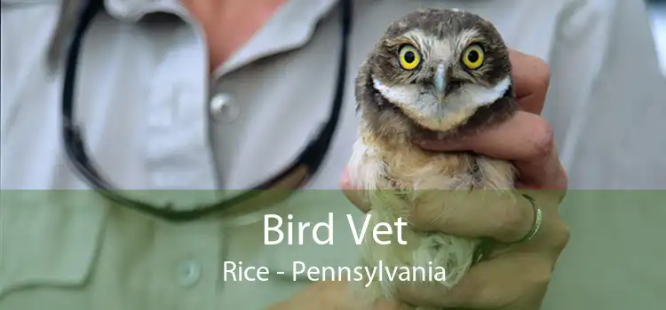 Bird Vet Rice - Pennsylvania