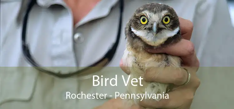 Bird Vet Rochester - Pennsylvania