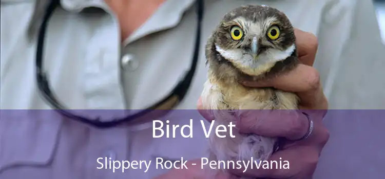 Bird Vet Slippery Rock - Pennsylvania