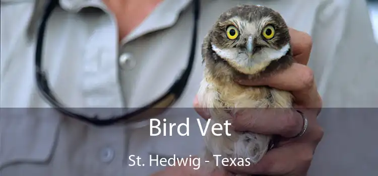 Bird Vet St. Hedwig - Texas