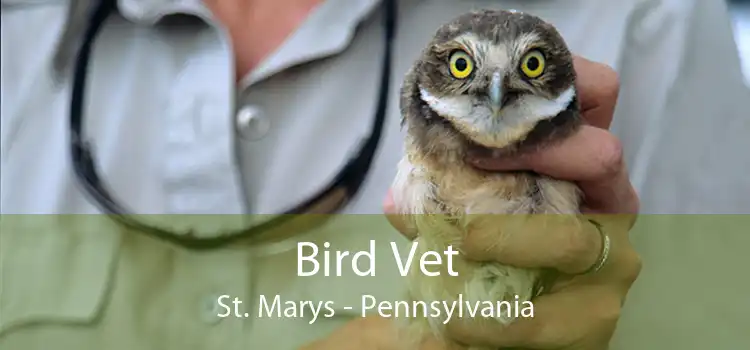 Bird Vet St. Marys - Pennsylvania
