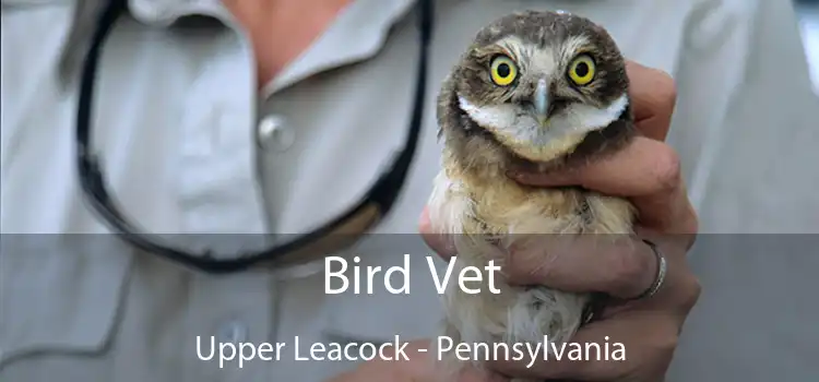 Bird Vet Upper Leacock - Pennsylvania
