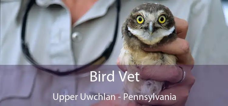Bird Vet Upper Uwchlan - Pennsylvania