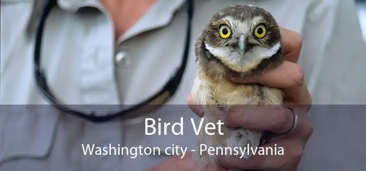 Bird Vet Washington city - Pennsylvania
