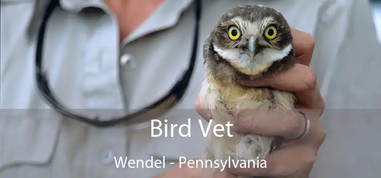 Bird Vet Wendel - Pennsylvania