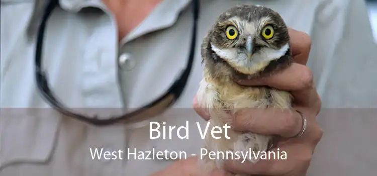 Bird Vet West Hazleton - Pennsylvania