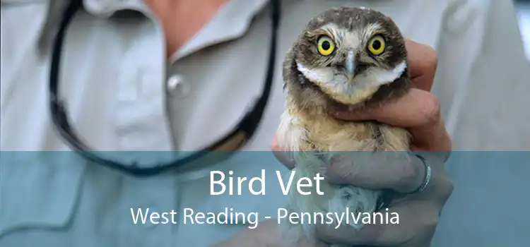 Bird Vet West Reading - Pennsylvania