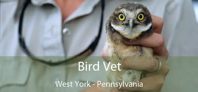 Bird Vet West York - Pennsylvania