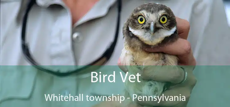 Bird Vet Whitehall township - Pennsylvania