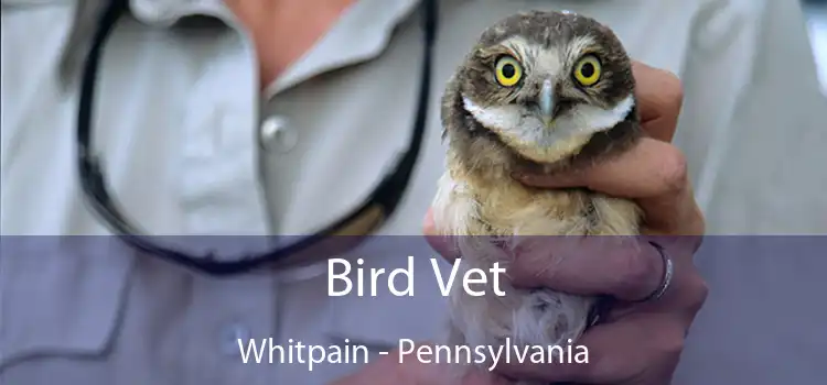 Bird Vet Whitpain - Pennsylvania