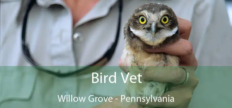 Bird Vet Willow Grove - Pennsylvania