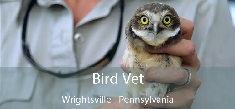 Bird Vet Wrightsville - Pennsylvania