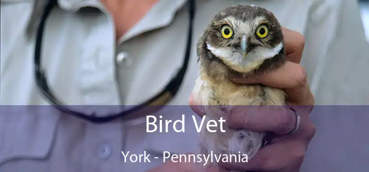 Bird Vet York - Pennsylvania