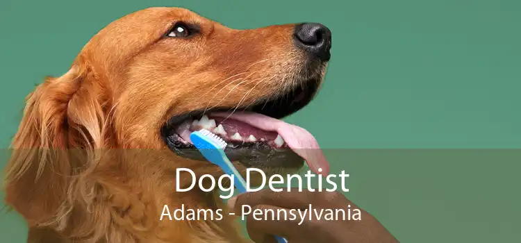 Dog Dentist Adams - Pennsylvania