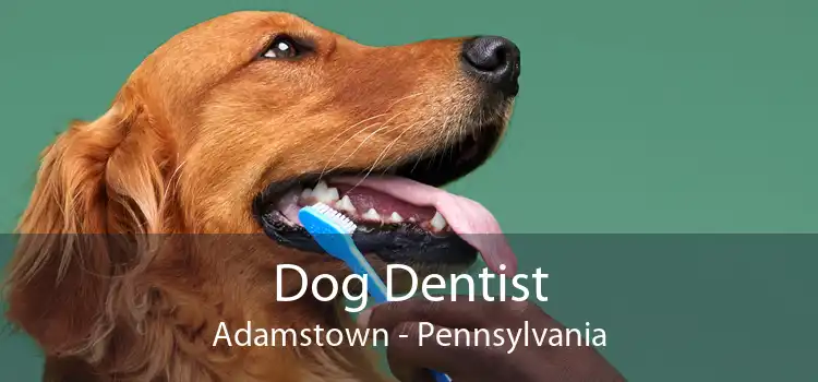 Dog Dentist Adamstown - Pennsylvania