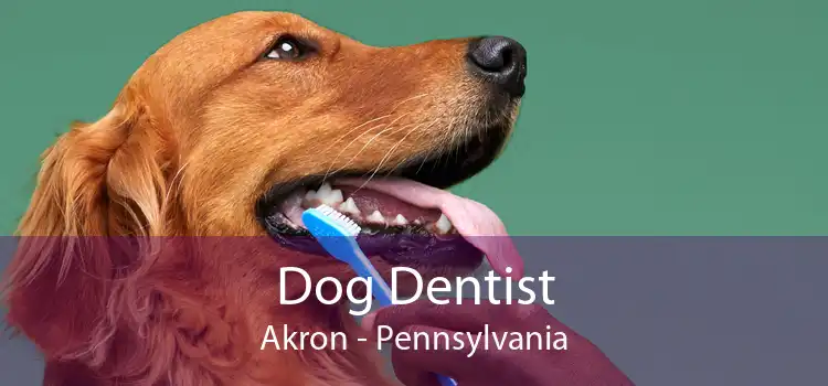Dog Dentist Akron - Pennsylvania