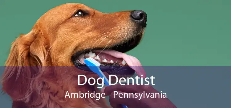 Dog Dentist Ambridge - Pennsylvania