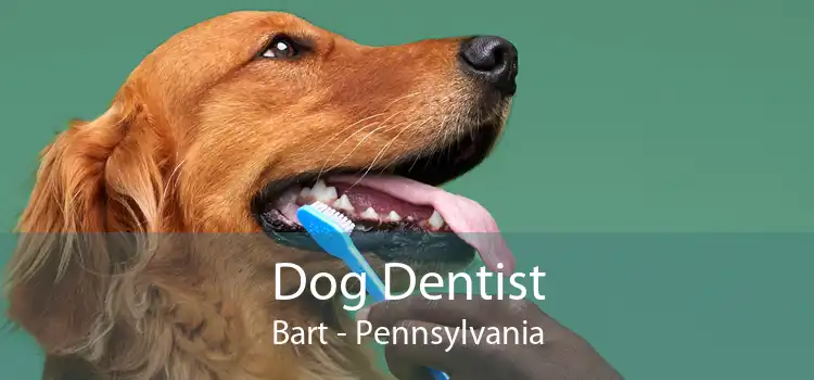 Dog Dentist Bart - Pennsylvania