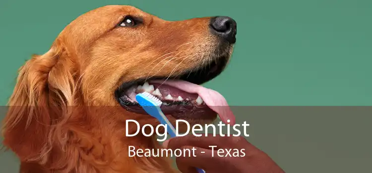 Dog Dentist Beaumont - Texas