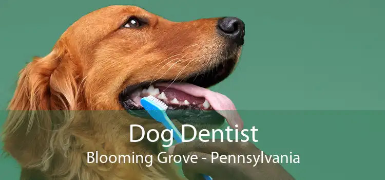 Dog Dentist Blooming Grove - Pennsylvania