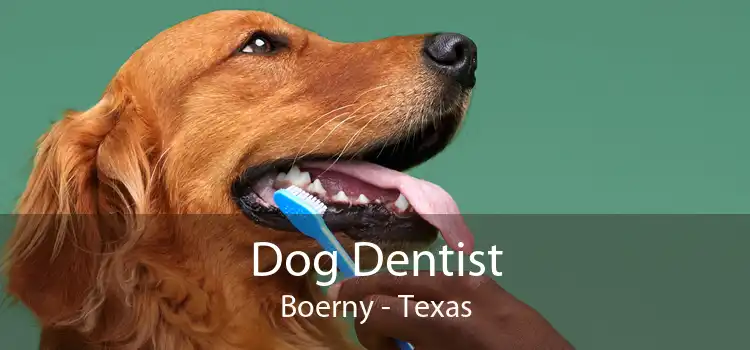 Dog Dentist Boerny - Texas