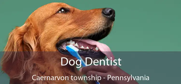 Dog Dentist Caernarvon township - Pennsylvania