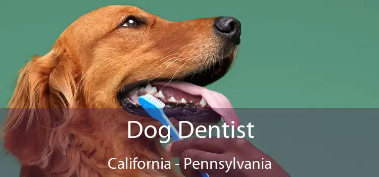 Dog Dentist California - Pennsylvania