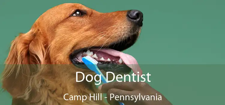 Dog Dentist Camp Hill - Pennsylvania