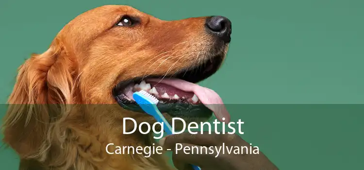 Dog Dentist Carnegie - Pennsylvania
