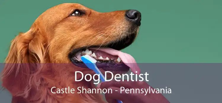 Dog Dentist Castle Shannon - Pennsylvania