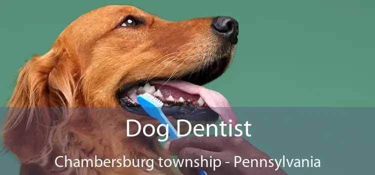 Dog Dentist Chambersburg township - Pennsylvania