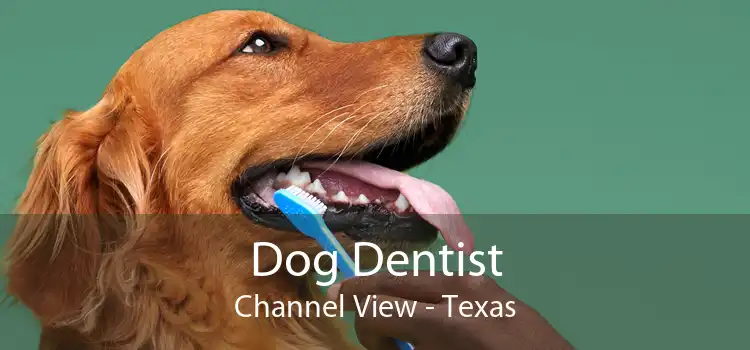 Dog Dentist Channel View - Texas