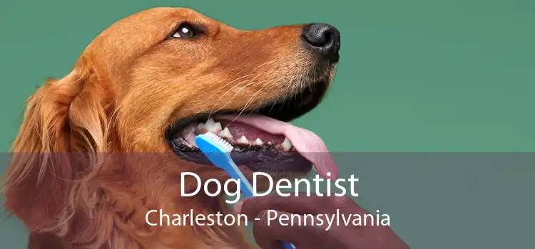 Dog Dentist Charleston - Pennsylvania