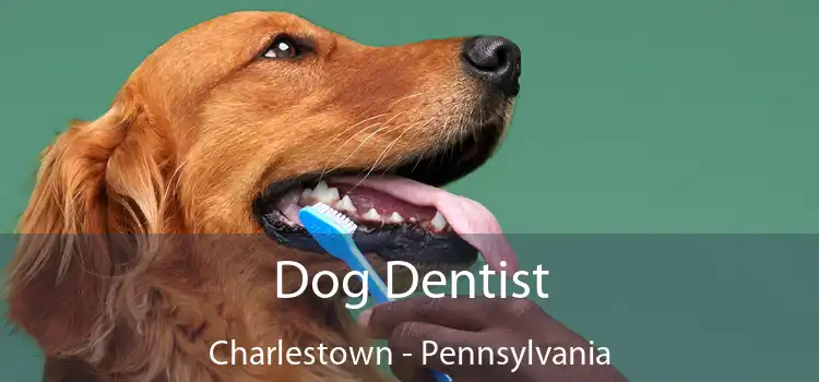 Dog Dentist Charlestown - Pennsylvania