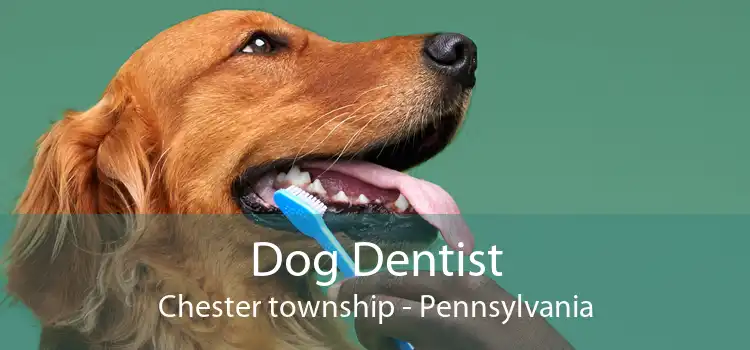 Dog Dentist Chester township - Pennsylvania