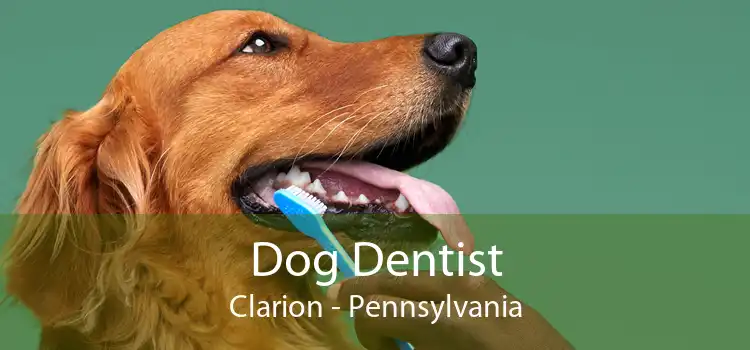 Dog Dentist Clarion - Pennsylvania