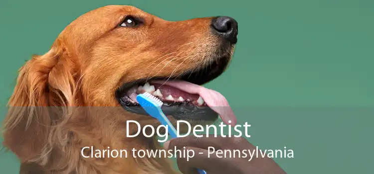 Dog Dentist Clarion township - Pennsylvania