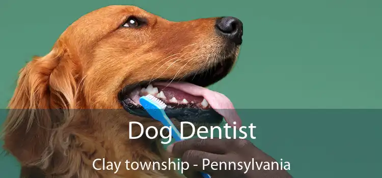 Dog Dentist Clay township - Pennsylvania
