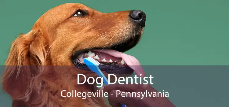 Dog Dentist Collegeville - Pennsylvania