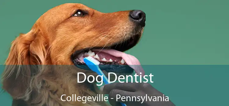 Dog Dentist Collegeville - Pennsylvania