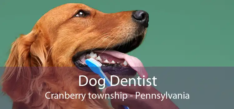 Dog Dentist Cranberry township - Pennsylvania