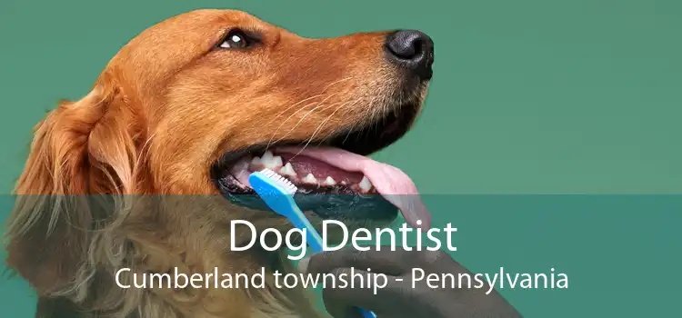 Dog Dentist Cumberland township - Pennsylvania