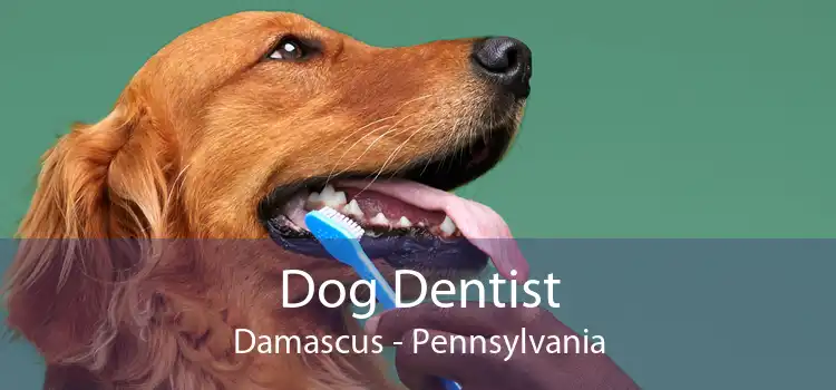 Dog Dentist Damascus - Pennsylvania