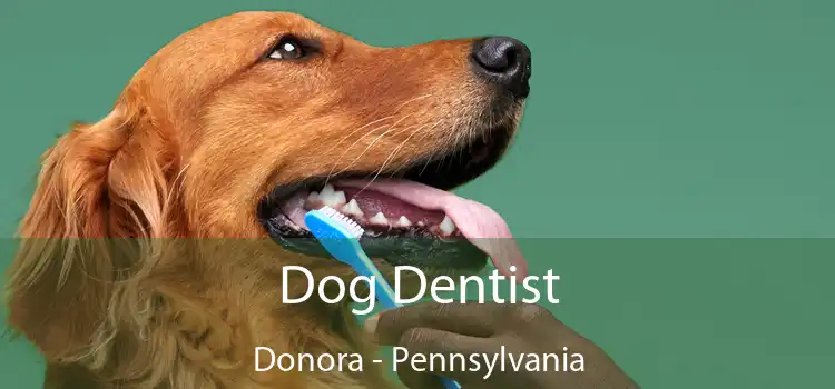 Dog Dentist Donora - Pennsylvania