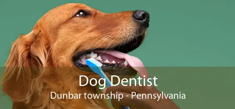 Dog Dentist Dunbar township - Pennsylvania